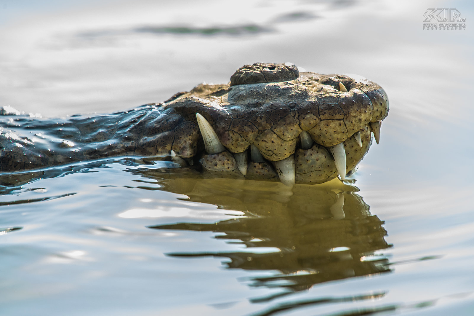 Tarcoles rivier - Closeup krokodil In de buurt van het nationale park van Carara en de stad Tarcoles maakten we een privé boottocht op de rivier Tarcoles en kwamen ook heel dicht bij de Amerikaanse krokodillen.<br />
 Stefan Cruysberghs